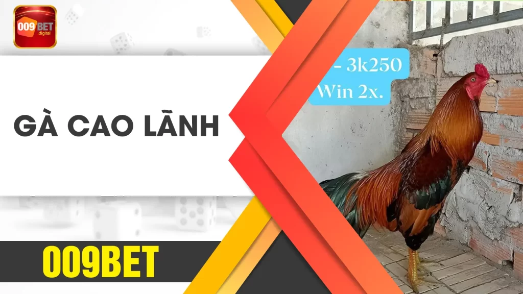 gà cao lãnh 009bet 01