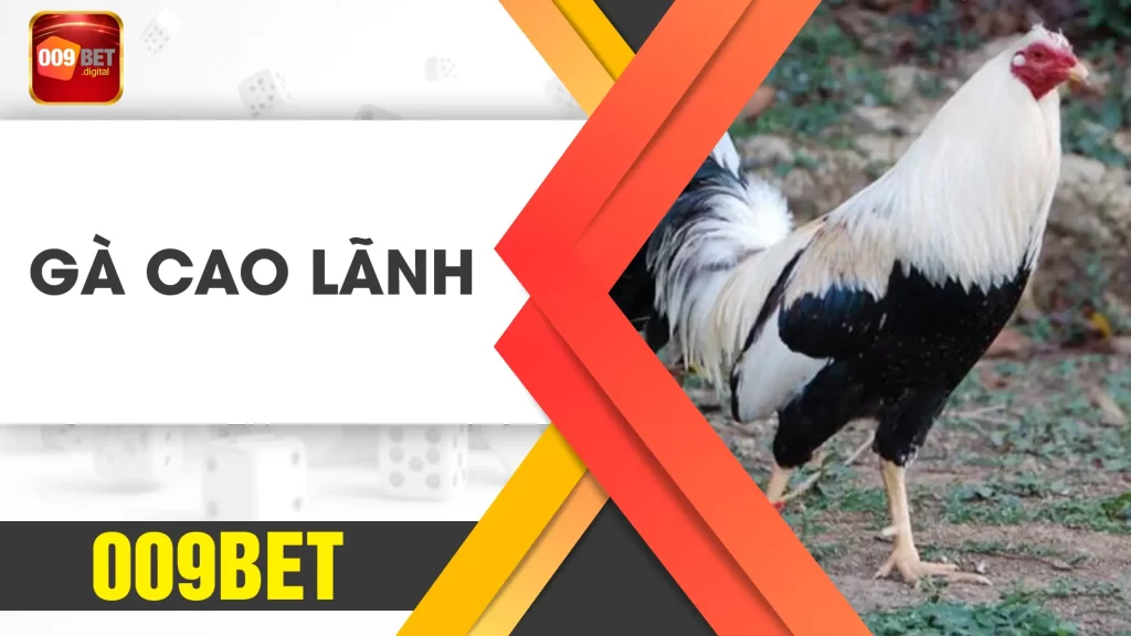 gà cao lãnh 009bet 02