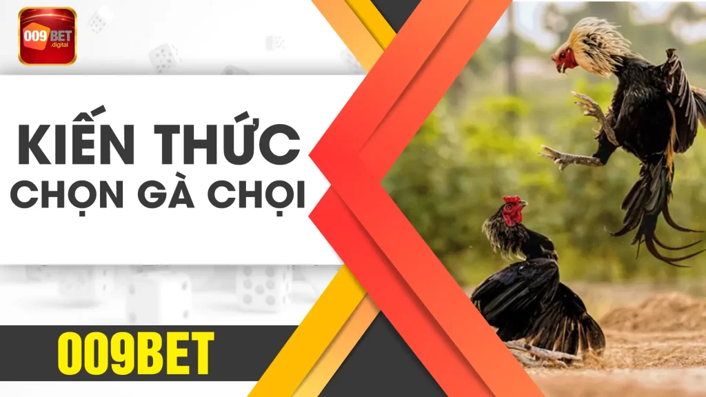 kiến thức chọn gà 009bet 01