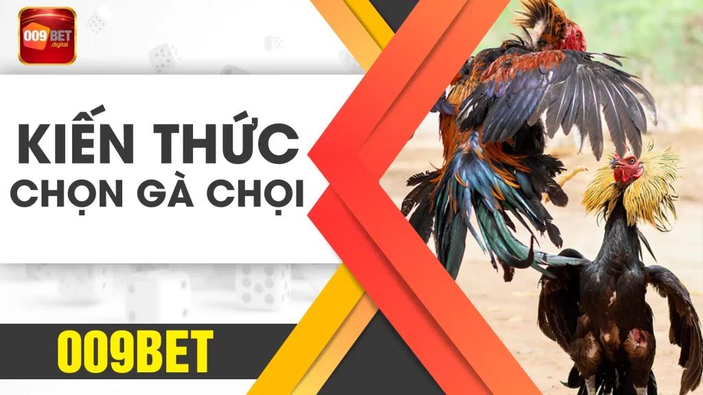 kiến thức chọn gà chọi 009bet 02